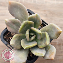 Load image into Gallery viewer, Graptophytum Supreme Variegated
