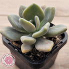Graptophytum Supreme Variegated (multi)