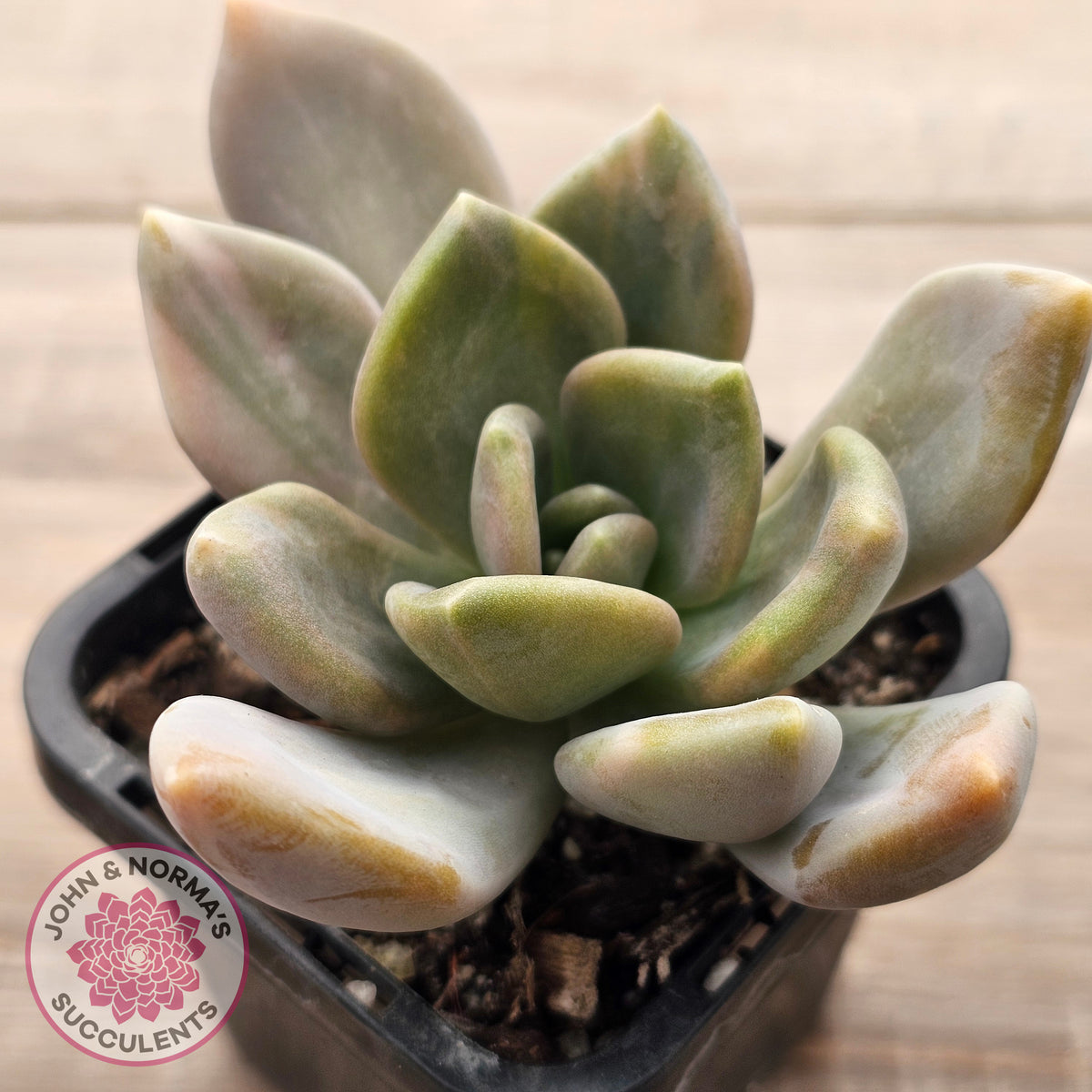 Graptophytum Supreme Variegated (multi)