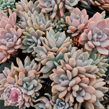 Load image into Gallery viewer, Graptophytum &#39;Supreme&#39; - John &amp; Norma&#39;s Succulents Australia
