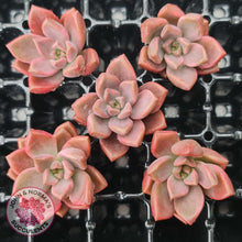 Load image into Gallery viewer, Graptosedum Bronze Variegata Cutting - John &amp; Norma&#39;s Succulents Australia
