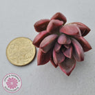 Graptosedum Bronze Variegata Cutting