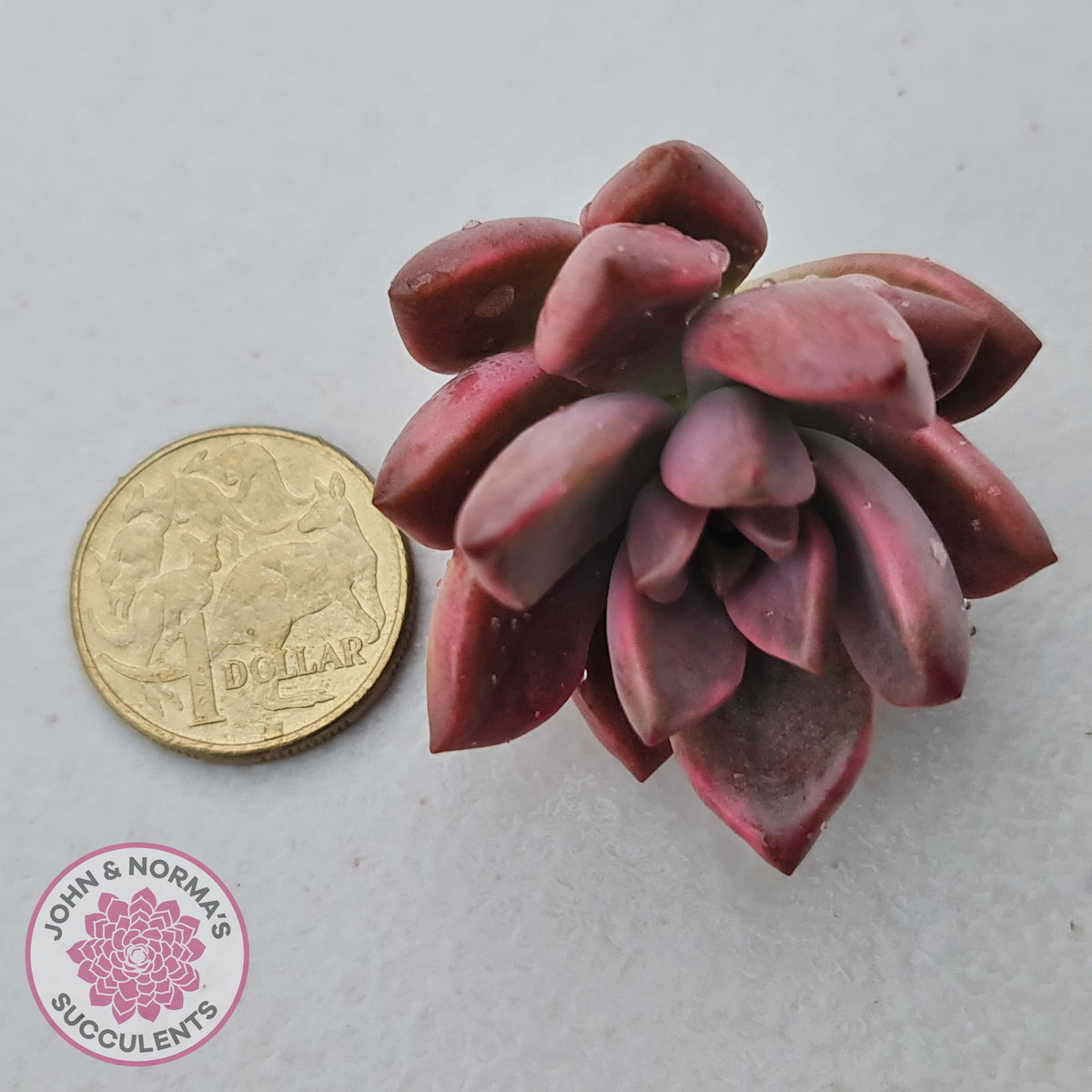 Graptosedum Bronze Variegata Cutting