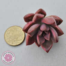 Load image into Gallery viewer, Graptosedum Bronze Variegata Cutting - John &amp; Norma&#39;s Succulents Australia
