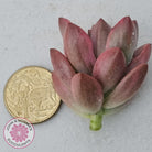 Graptosedum Bronze Variegata Cutting