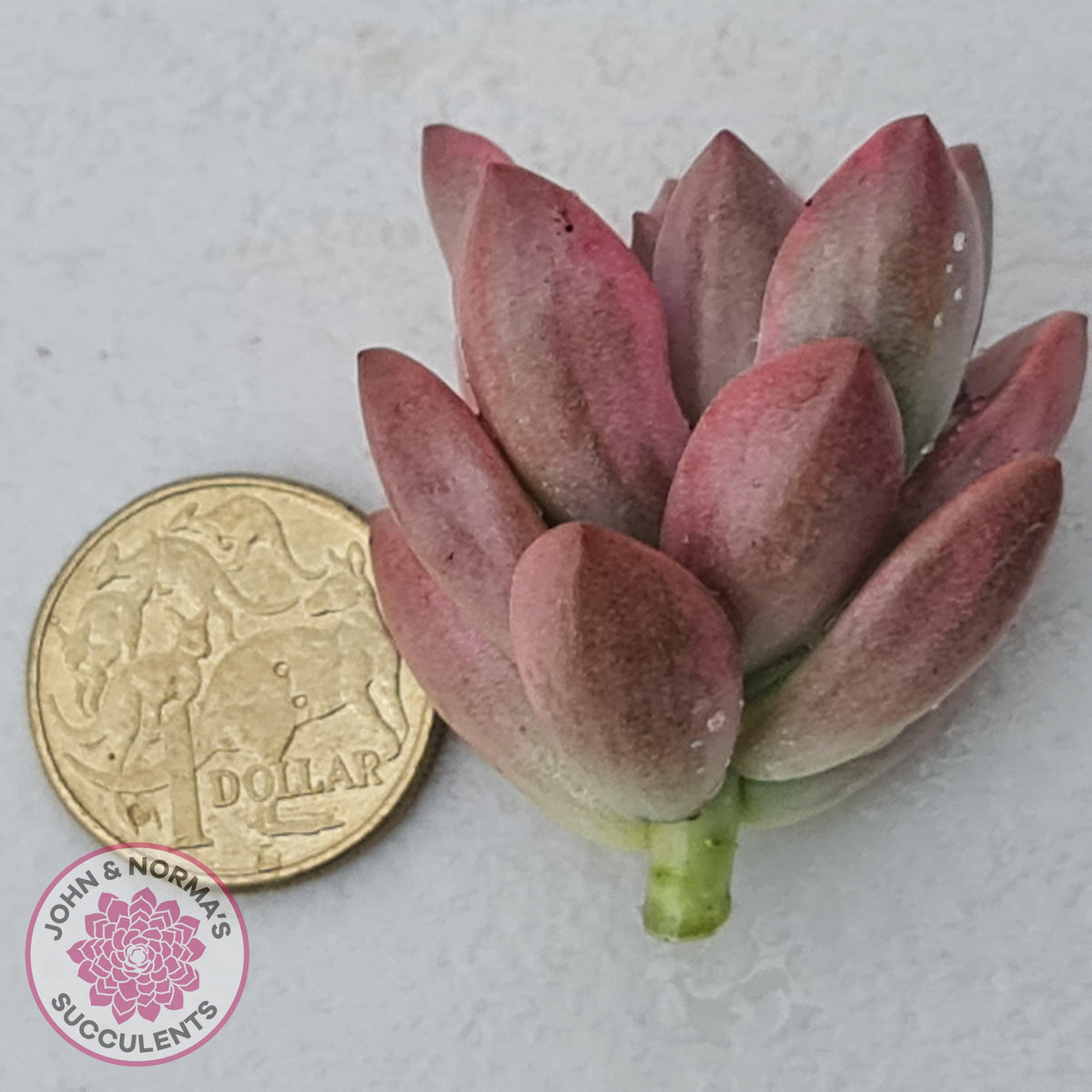 Graptosedum Bronze Variegata Cutting