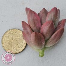 Load image into Gallery viewer, Graptosedum Bronze Variegata Cutting - John &amp; Norma&#39;s Succulents Australia
