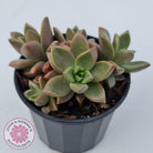 Graptosedum 'Bronze'