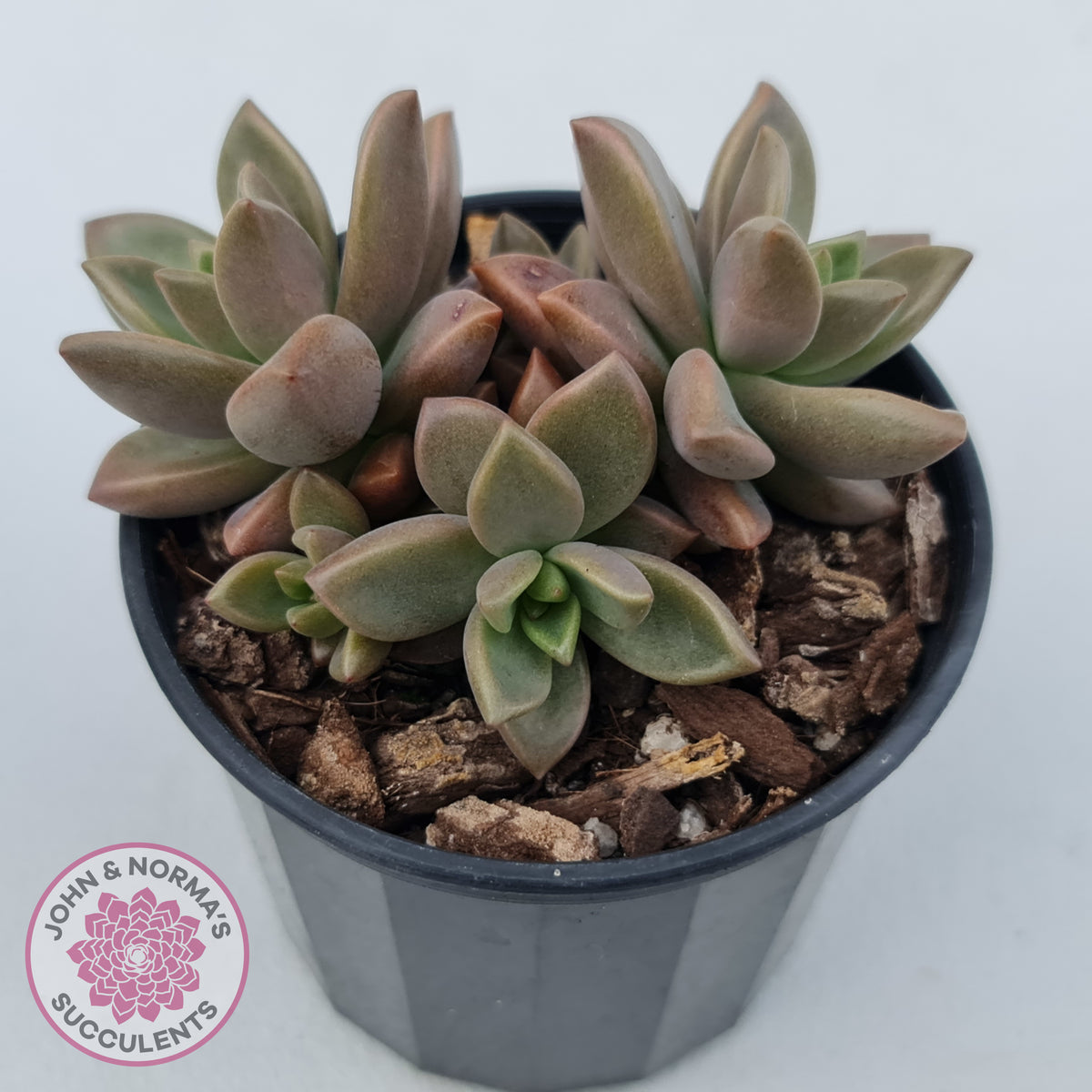 Graptosedum 'Bronze'