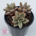Graptosedum 'Bronze'