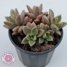 Graptosedum 'Bronze'