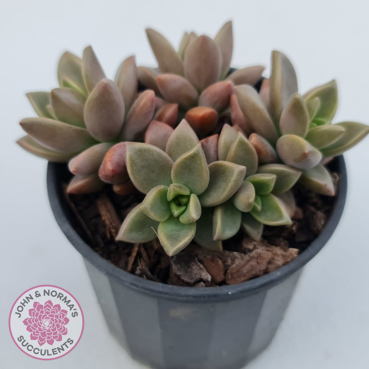 Graptosedum 'Bronze'