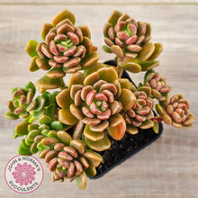 Load image into Gallery viewer, Graptosedum 'Nova' (Lg)
