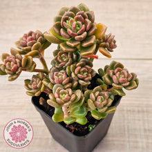 Load image into Gallery viewer, Graptosedum 'Nova' (Lg)
