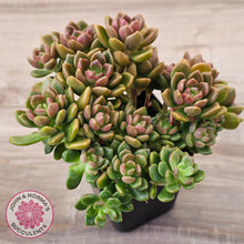 Load image into Gallery viewer, Graptosedum 'Nova' (Lg)
