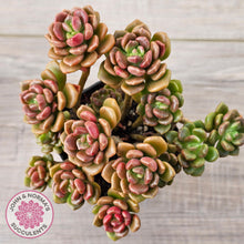 Load image into Gallery viewer, Graptosedum 'Nova' (Lg)
