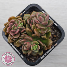 Load image into Gallery viewer, Graptosedum 'Nova'
