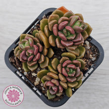 Load image into Gallery viewer, Graptosedum 'Nova'
