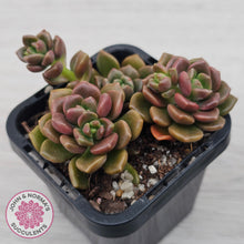 Load image into Gallery viewer, Graptosedum 'Nova'
