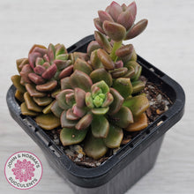Load image into Gallery viewer, Graptosedum 'Nova'
