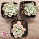 Graptosedum miul Variegata