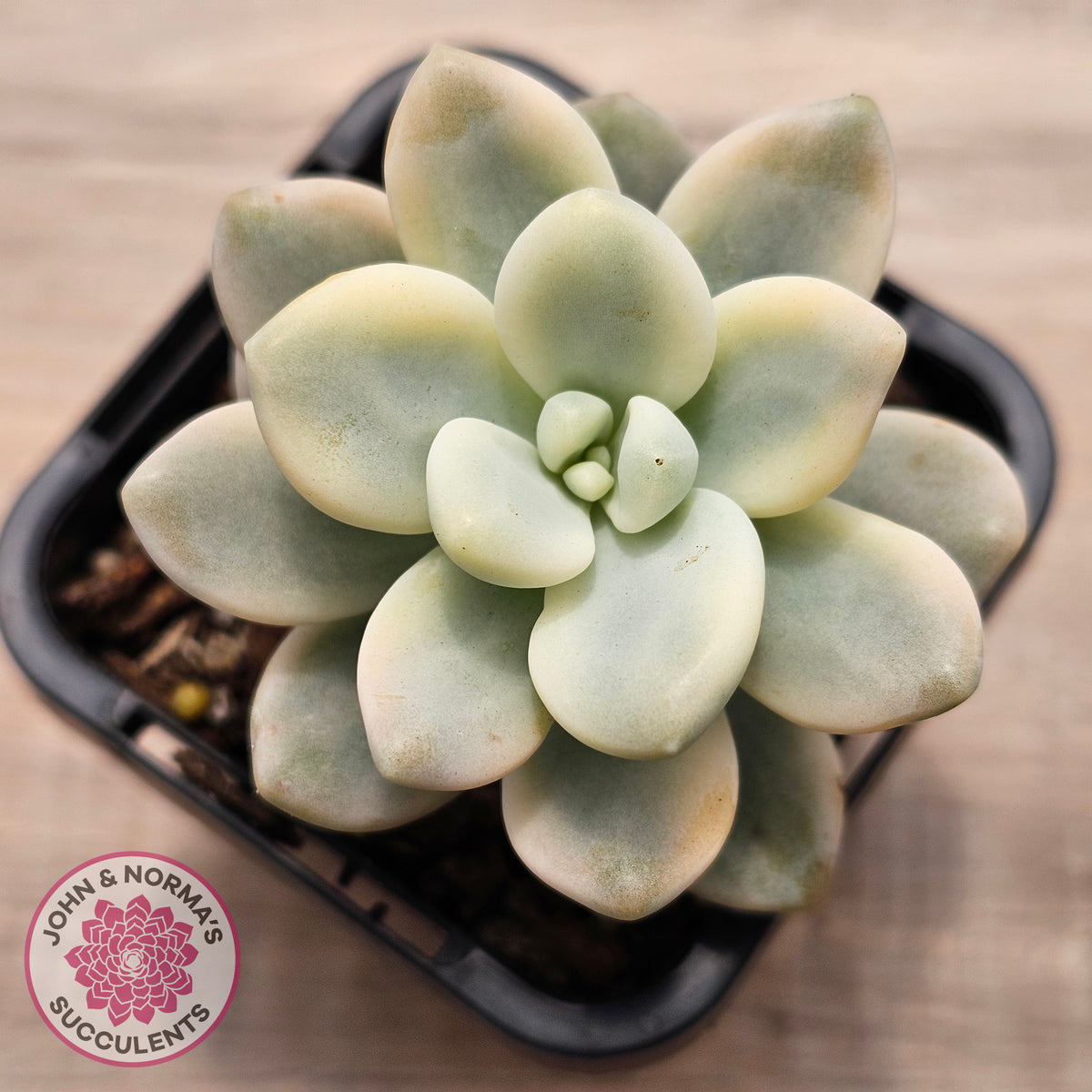 Graptosedum miul Variegata