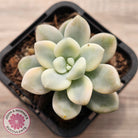 Graptosedum miul Variegata