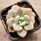 Graptosedum miul Variegata