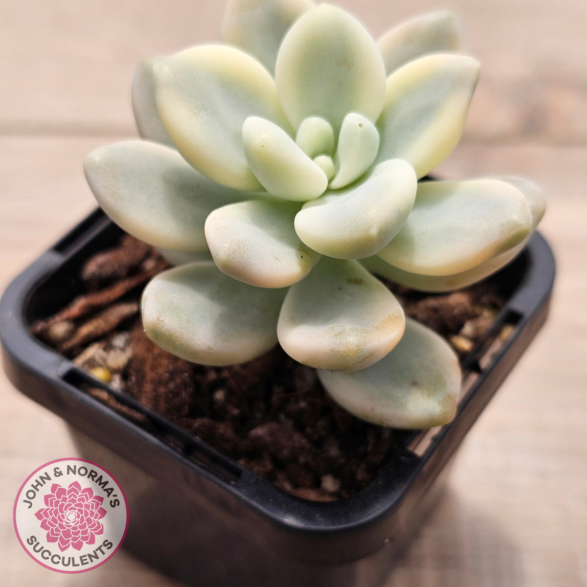 Graptosedum miul Variegata