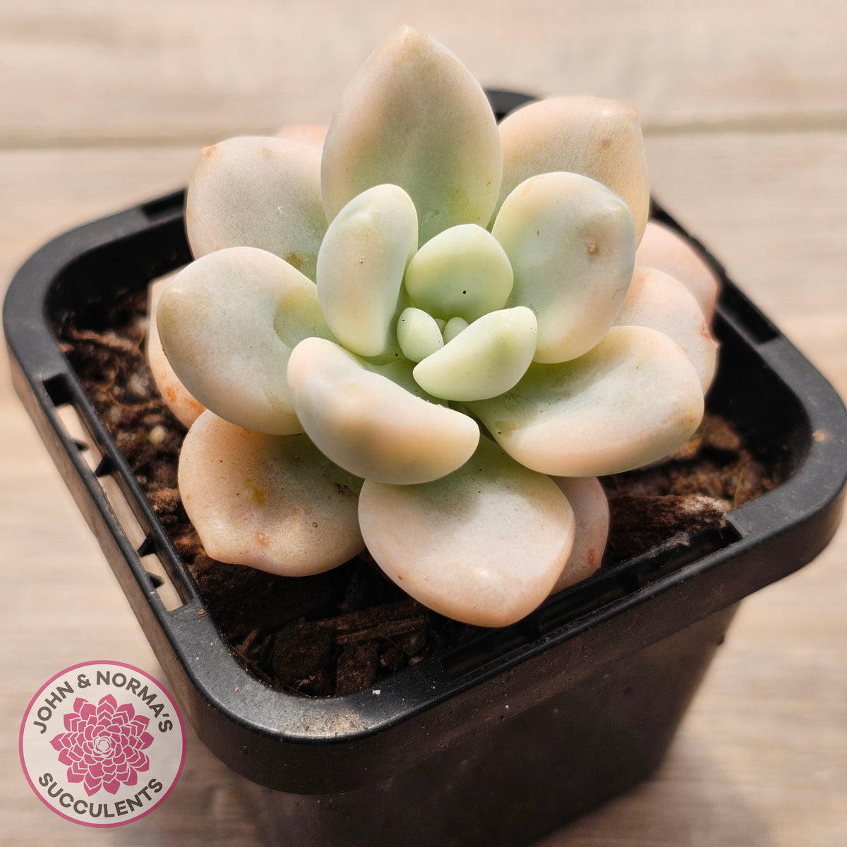 Graptosedum miul Variegata