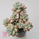 Graptosedum miul