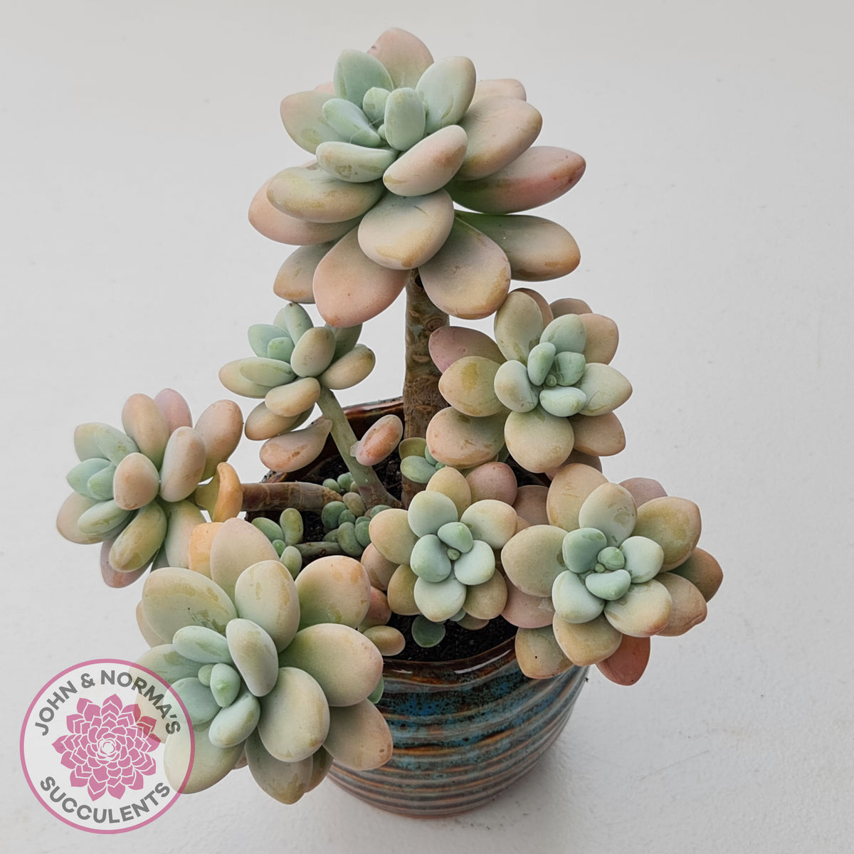 Graptosedum miul
