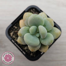 Load image into Gallery viewer, Graptosedum miul
