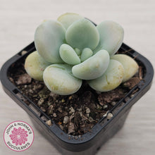Load image into Gallery viewer, Graptosedum miul
