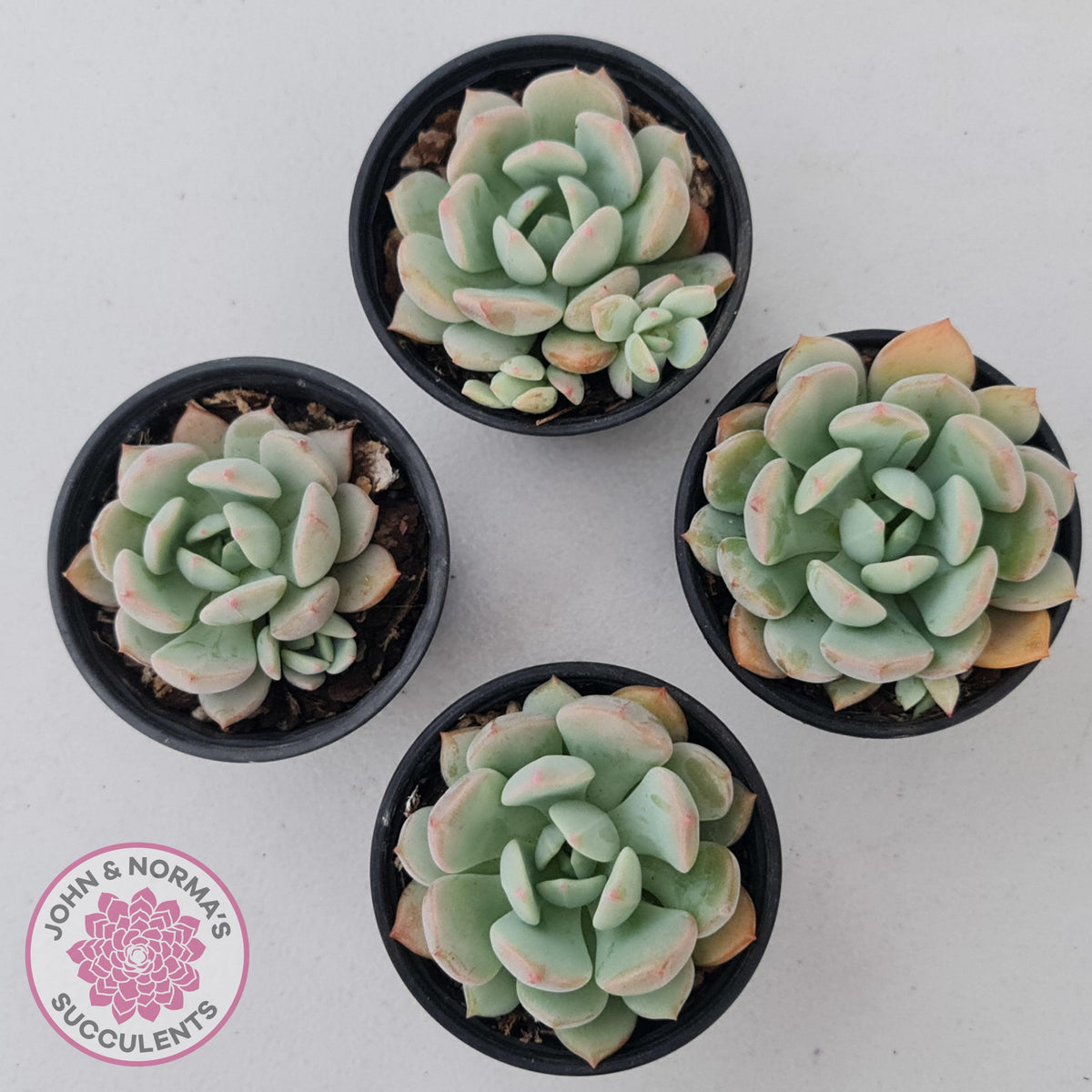 Graptoveria 'A Grim One'