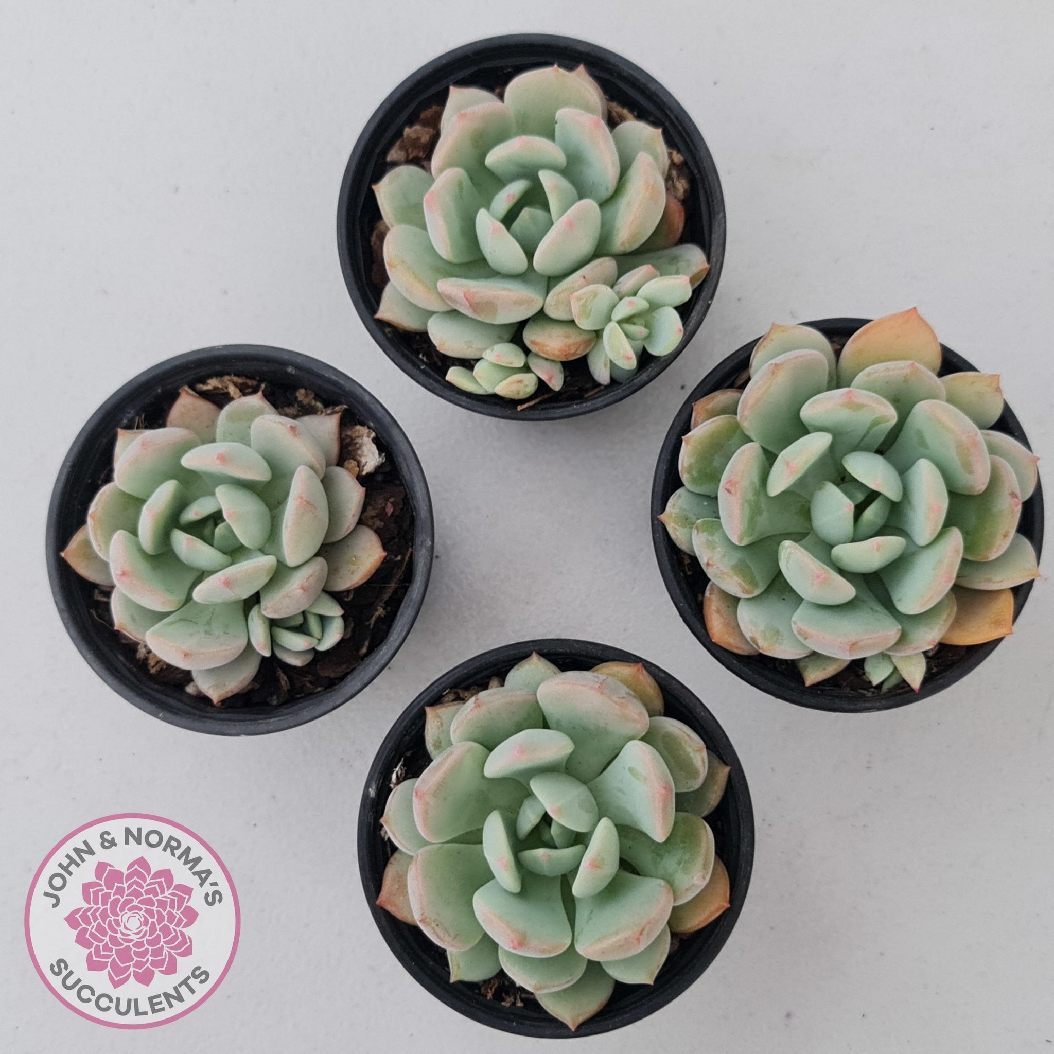 a grim one succulent Buy Graptoveria 'A Grim One' Australia