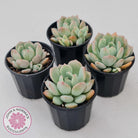 Graptoveria 'A Grim One'