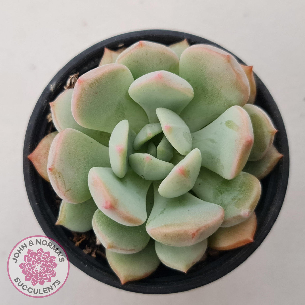 Graptoveria 'A Grim One'