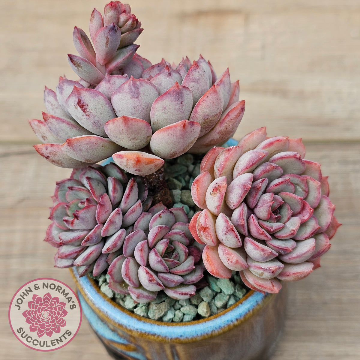 Graptoveria Accolade