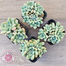 Graptoveria 'Bridgette' (multi)