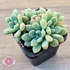 Graptoveria 'Bridgette' (multi)