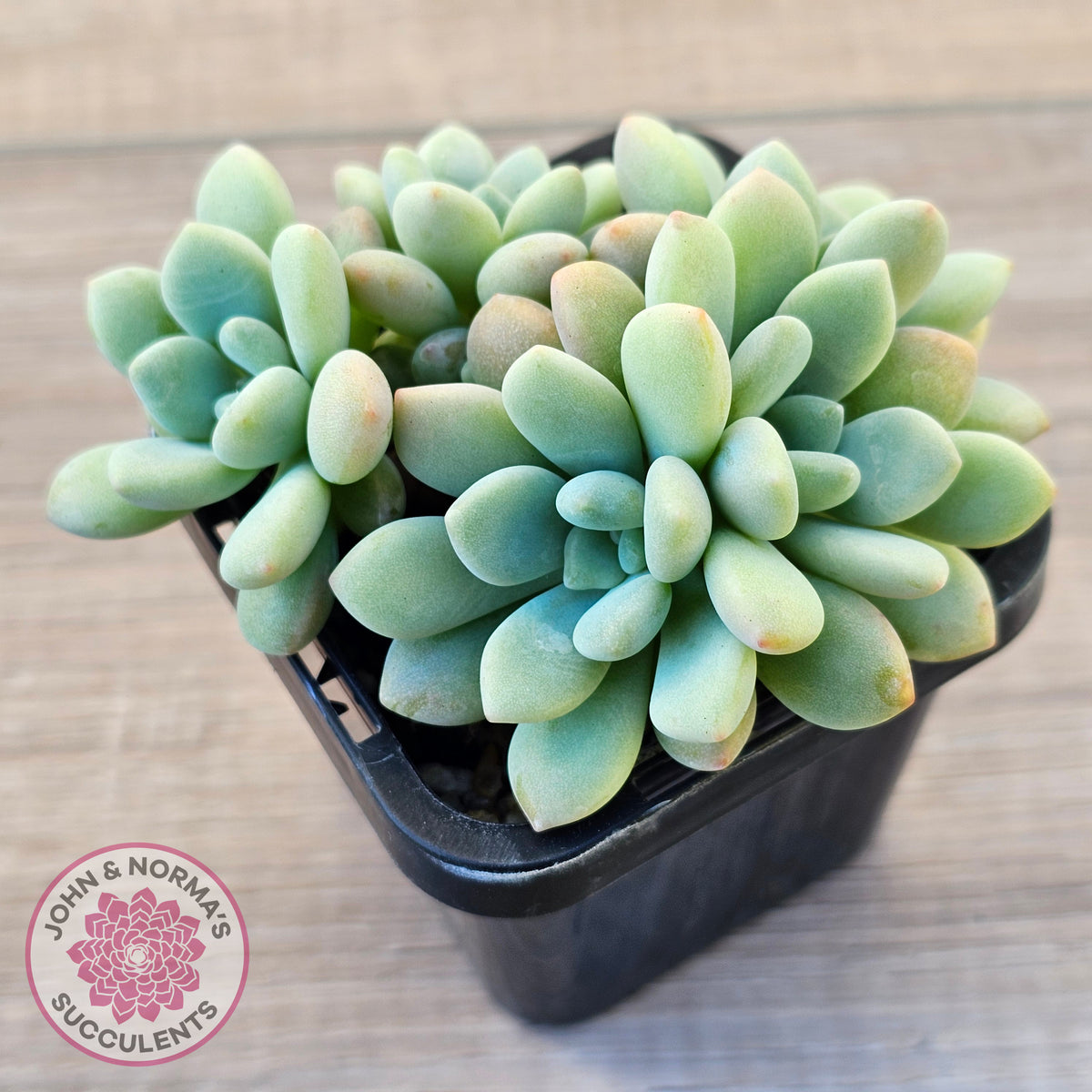 Graptoveria 'Bridgette' (multi)