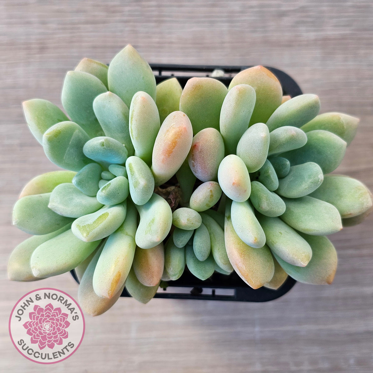 Graptoveria 'Bridgette' (multi)