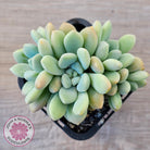 Graptoveria 'Bridgette' (multi)