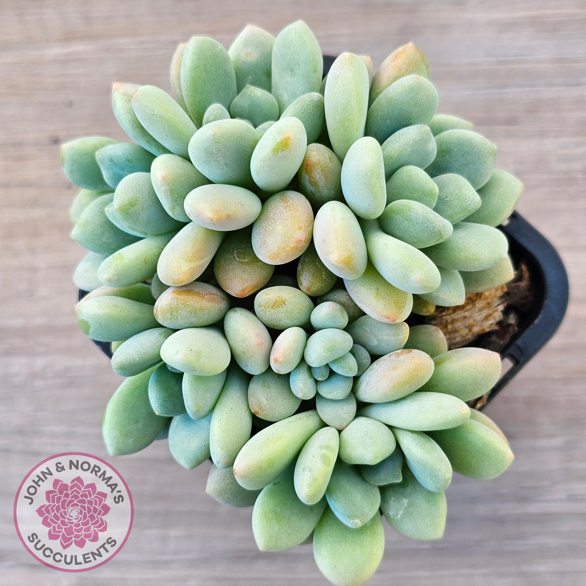 Graptoveria 'Bridgette' (multi)