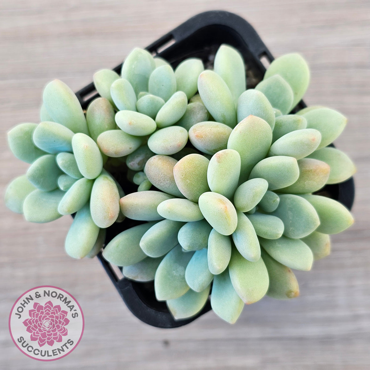 Graptoveria 'Bridgette' (multi)