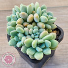 Graptoveria 'Bridgette' (multi)
