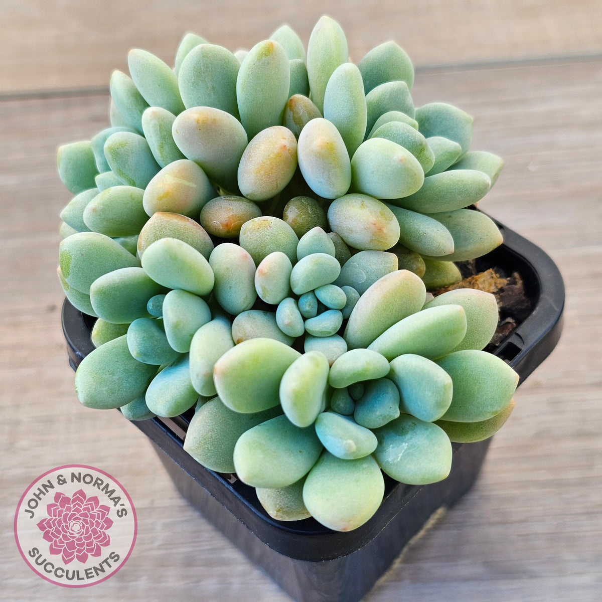 Graptoveria 'Bridgette' (multi)
