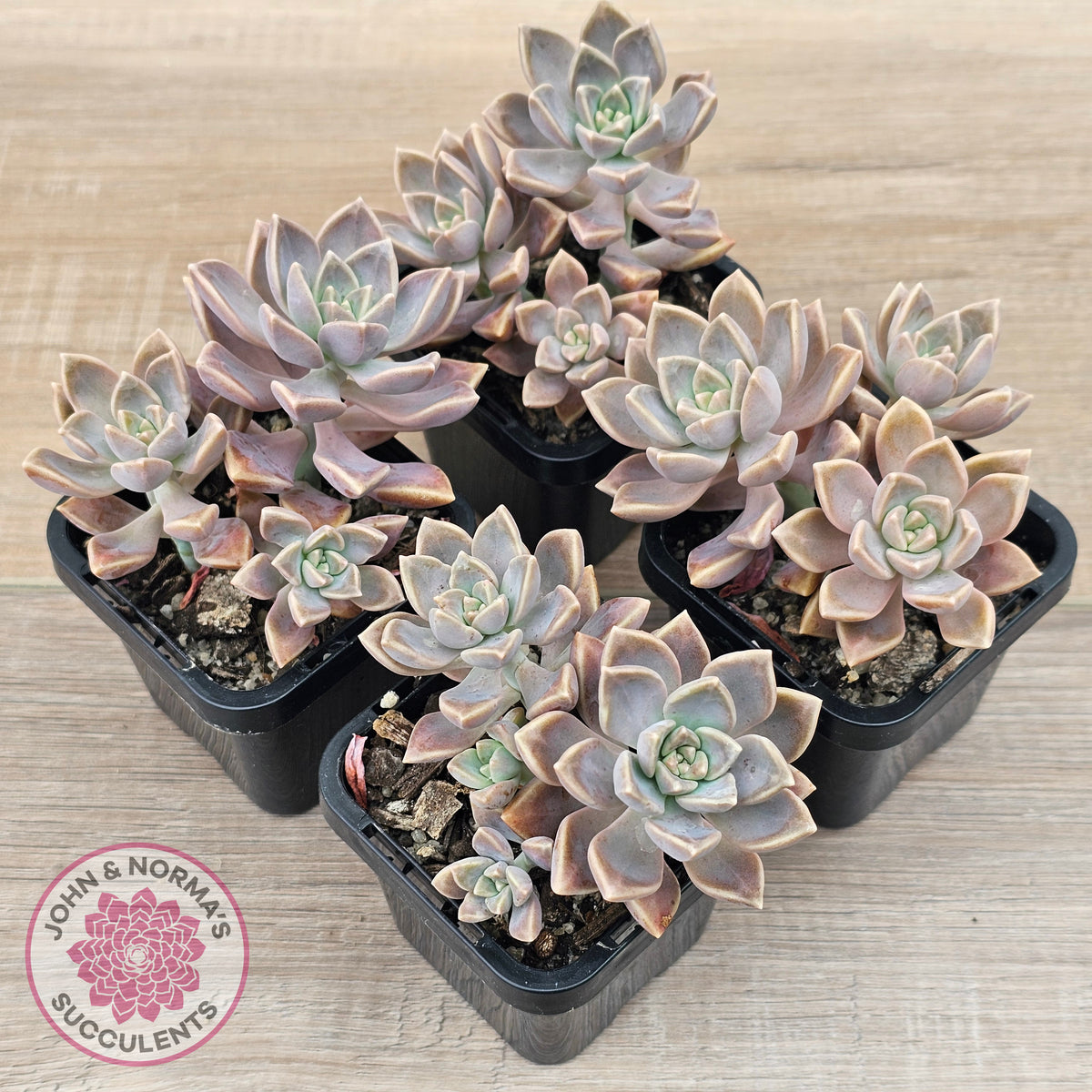 Graptoveria 'Bronzed Aussie'