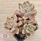 Graptoveria 'Bronzed Aussie'